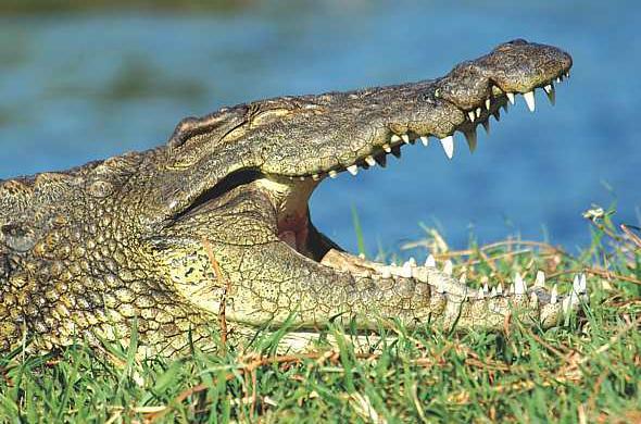 Crocodile